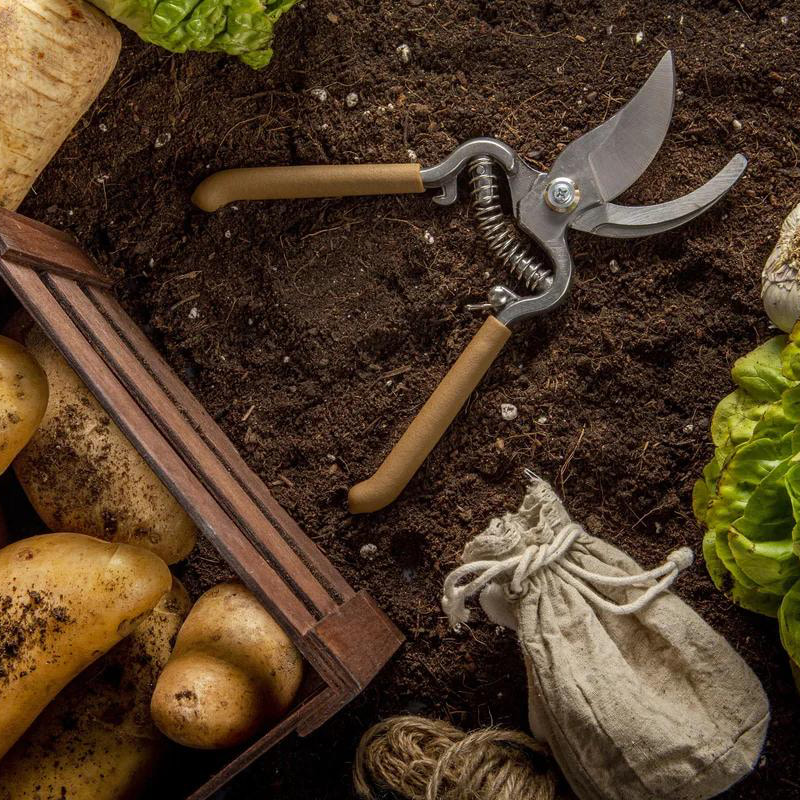 Clasificador óptico para productos agrícolas